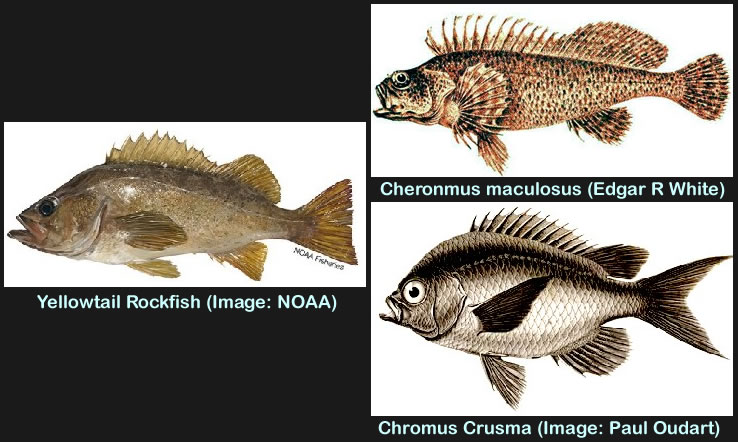 Rockfish Comparison